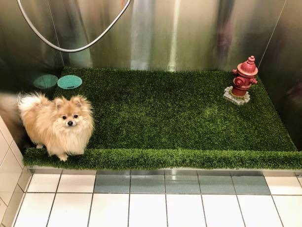 Keep Your Pets Happy with Fake Grass for Dogs in Cleveland