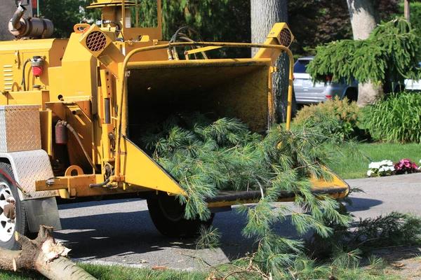 Local Tree Service Auburn Focused on Safety and Customer Satisfaction