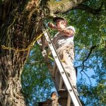 Emergency Tree Service: Fast Help After Storm Damage